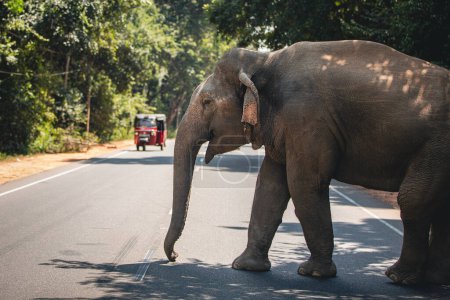 Wild elephant crossing main road while red tuk tuk gives him the right of way. Habarana in Sri Lanka