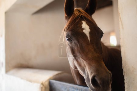 Téléchargez les photos : Portrait de cheval arabe brun en écurie regardant la caméra. - en image libre de droit