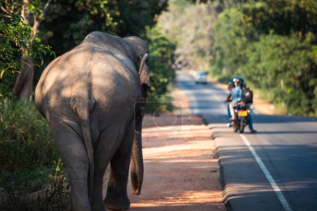Téléchargez les photos : Vue arrière de l'éléphant sauvage marchant le long de la route principale. Habarana en Sri Lanka - en image libre de droit