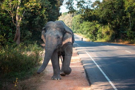 Photo for Front view of wild elephant walking along main road. Habarana in Sri Lanka - Royalty Free Image