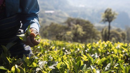 Photo for Worker on tea planation. Close-up of hand picking tea leaves in Sri Lanka - Royalty Free Image