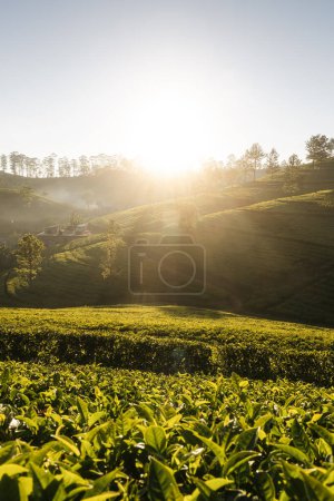 Téléchargez les photos : Beau lever de soleil sur les collines avec des plantations de thé près de Haputale au Sri Lanka - en image libre de droit
