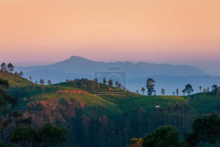 Schöne Morgendämmerung über Hügeln mit Teeplantagen in der Nähe von Haputale in Sri Lanka