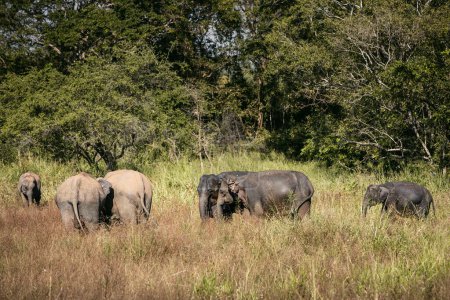 Foto de Manada de elefantes en la naturaleza salvaje contra el paisaje verde. Animales silvestres en Sri Lanka. - Imagen libre de derechos