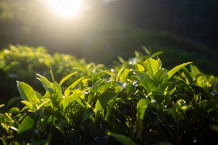 Téléchargez les photos : Focus sélectif sur les feuilles de thé au beau lever du soleil. Plantations de thé près de Haputale en Sri Lanka. - en image libre de droit