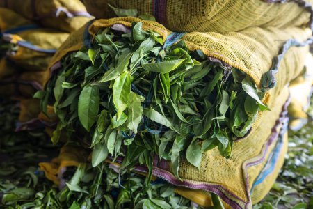 Téléchargez les photos : Feuilles de thé récoltées en sacs. Procédé de production dans l'usine de thé au Sri Lanka. - en image libre de droit