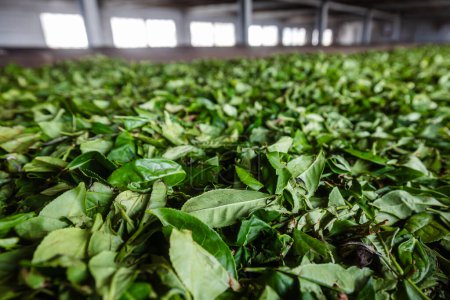 Téléchargez les photos : Séchage des feuilles de thé pendant le processus de production dans l'usine de thé au Sri Lanka - en image libre de droit