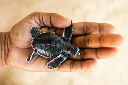 Photo for Newborn sea turtle on human palm. Rescue of one day old turtle in Sri Lanka - Royalty Free Image