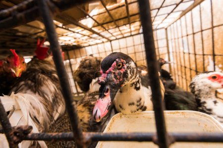 Muscovy Duck Locked in the Cage For Sale at the Ver o Peso Market in Belem City