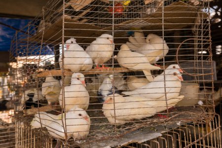 Pigeons blancs dans la cage au marché Ver o Peso à Belem City au Brésil