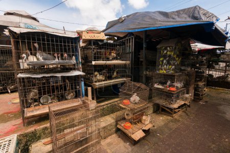 Différents oiseaux en cage au marché Ver o Peso à Belem City au Brésil