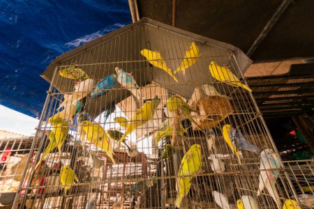 Surtout des oiseaux jaunes dans la cage au marché Ver o Peso à Belem City au Brésil