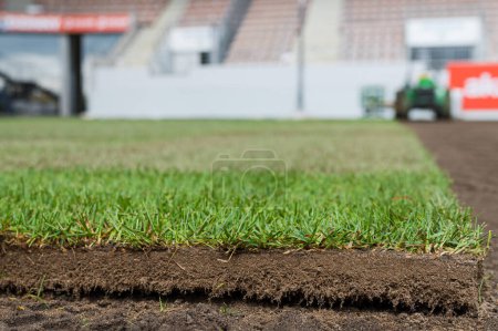 Téléchargez les photos : Un morceau de nouvelle herbe d'un rouleau posé sur un terrain de football. - en image libre de droit