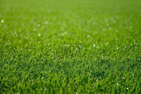 Photo for Beautiful wet natural grass on the sport pitch - Royalty Free Image