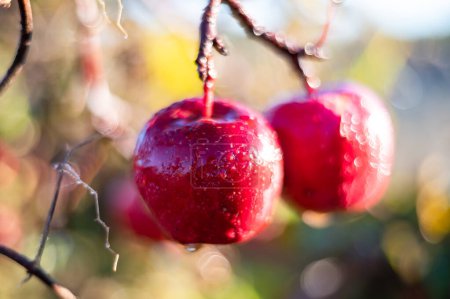 Téléchargez les photos : Pommes rouges fraîches mouillées sur l'arbre pendant la matinée ensoleillée - en image libre de droit