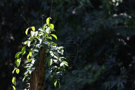 Téléchargez les photos : Un arbre dans la forêt qui peut être utilisé pour faire des médicaments et cuisiner en Thaïlande locale est appelé Phak-Tiu, Cratoxylum formosum arbre dans la forêt tropicale. - en image libre de droit