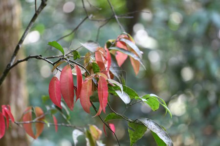 Téléchargez les photos : Un arbre dans la forêt qui peut être utilisé pour faire des médicaments et cuisiner en Thaïlande locale est appelé Phak-Tiu, Cratoxylum formosum arbre dans la forêt tropicale. - en image libre de droit