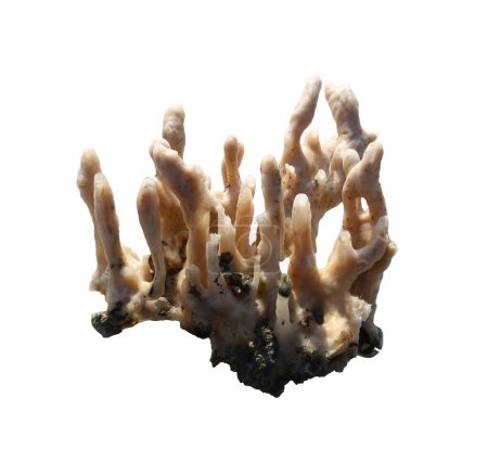 Téléchargez les photos : Éponges marines ou éponge coralline Isolé sur fond blanc et ont des chemins de coupe. - en image libre de droit