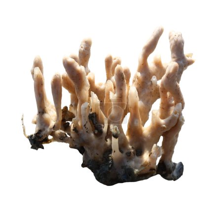Téléchargez les photos : Éponges marines ou éponge coralline Isolé sur fond blanc et ont des chemins de coupe. - en image libre de droit
