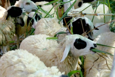 Foto de Las ovejas en la granja están comiendo hierba felizmente, la mayoría de la dieta de las ovejas es hierba. - Imagen libre de derechos