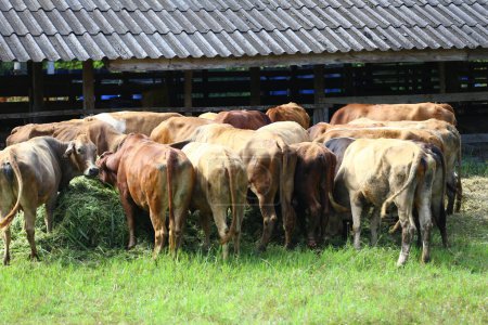 Las vacas están comiendo comida en una granja de animales, el rebaño de vacas está comiendo hierba..