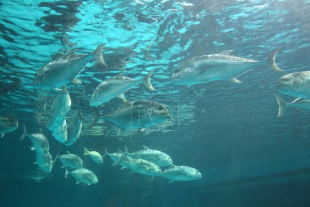 Karanx-Wolfsbarsche schwimmen in Gruppen zusammen, fotografiert von unten.