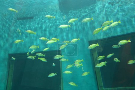 flock of Lutjanus carponotatus fishes or Lutjanus madras fish is swimming in a fish tank of Aquarium.