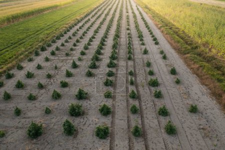 Téléchargez les photos : Vue aérienne de grands champs de cannabis médical marijuana chanvre au coucher du soleil - en image libre de droit