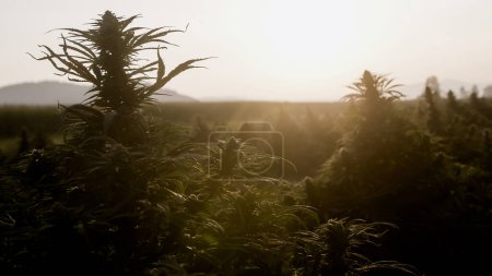 Sunset at Cannabis Field. Hemp Plants for Cbd production.