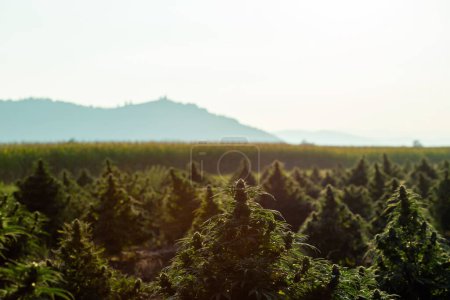 Photo for Aerial view of large cannabis medical marijuana hemp fields at sunset - Royalty Free Image