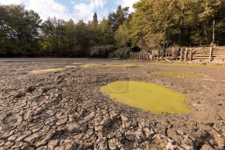 Foto de Puddles llenos de agua fangosa sucia en suelo seco agrietado rodeado de bosque verde, durante la temporada de sequía - Imagen libre de derechos