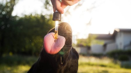 Photo for Dog licking a dropper filled with CBD oil from hand with sun flare - Royalty Free Image