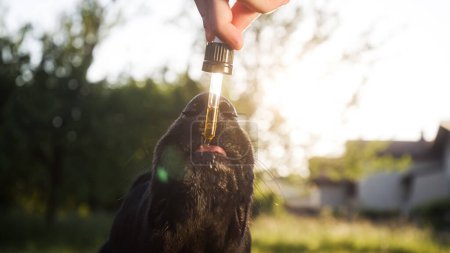 Photo for Giving CBD hemp oil to dog with a dropper pipette - Royalty Free Image