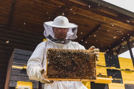 Hobby honey farmer standing in an apiary, in front of beehives, holding a wooden hive frame covered with bees and comb