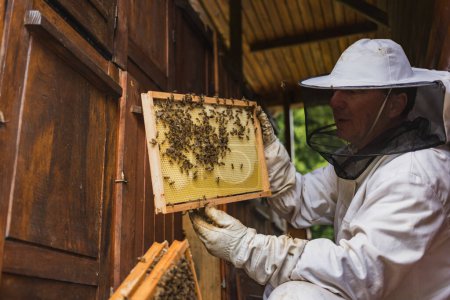 Téléchargez les photos : L'apiculteur effectue une inspection des ruches, prend soigneusement les cadres des ruches et vérifie les abeilles et les rayons de miel. Concept d'apiculture hobby. - en image libre de droit