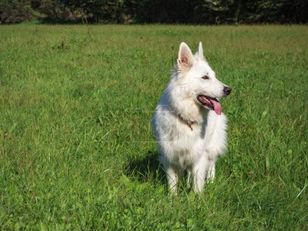 Photo for Cute White Swiss Shepherd Dog outdoor portrait on a green meadow - Royalty Free Image