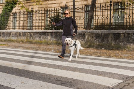 Guide dog helping a visually impaired woman to cross the street at the marked crosswalk. Blind people and traffic mobility aid concepts.