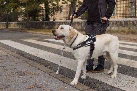 Guide dog helping a visually impaired woman to cross the street at the marked crosswalk. Blind people and traffic mobility aid concepts.