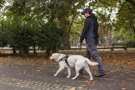 Photo for Blind man safely walking with a guide dog assistance through the park on autumn day. City life and visually impaired people concepts. - Royalty Free Image