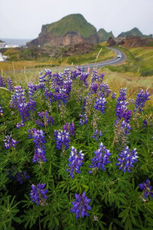 Ikonische isländische Natur, Gletscherlandschaft mit wunderschönen blühenden Alaska-Lupinen. Reise- und Wildland-Erlebniskonzepte.
