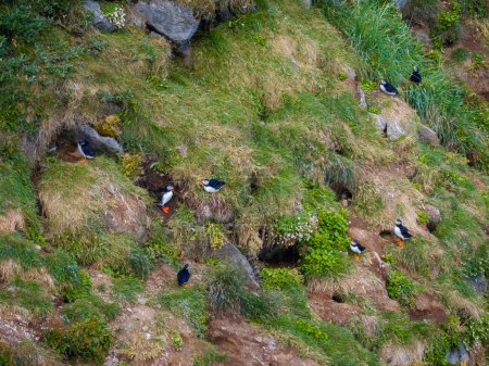 Puffins, lindos pájaros pequeños y coloridos de pie junto a sus nidos en el acantilado del mar herboso, vista aérea. Conceptos de conservación de la vida silvestre y biodiversidad.