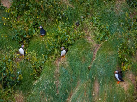 Majestic view of a puffin colony on a coastal cliff, seabirds near their nests, in burrows in the soil, aerial shot. Sea parrot and nature beauty concepts.
