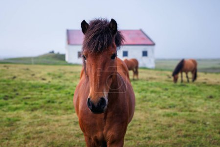 Wunderbares, einzigartiges Islandpferd, braune Farbe und seine Herde auf dem Feld im Hintergrund. Naturschätze und Tourismuskonzepte.