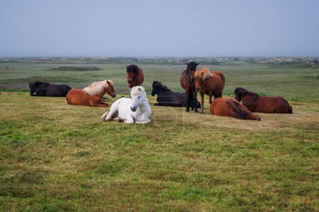 Wunderbares, einzigartiges Islandpferd, braune Farbe und seine Herde auf dem Feld im Hintergrund. Naturschätze und Tourismuskonzepte.