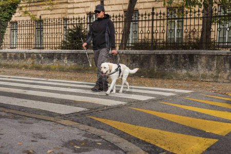 Guide dog helping a visually impaired man to cross the street at the pedestrian crossing. Concepts of mobility aids in blind peoples everyday life.