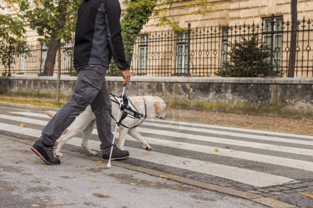 Guide dog helping a visually impaired man to cross the street at the pedestrian crossing. Concepts of mobility aids in blind peoples everyday life.