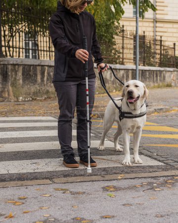 Blindenhund hilft einer sehbehinderten Frau, die Straße auf dem markierten Zebrastreifen zu überqueren. Blinde Menschen und Mobilitätshilfekonzepte.