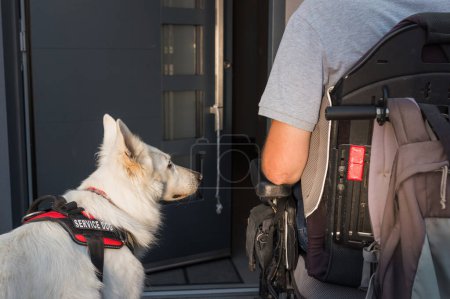 Service dog closing a door, helping a man in a wheelchair to exit the home. Independent living support for people with disability concept.