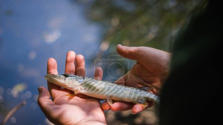 Téléchargez les photos : Un pêcheur debout sur une rive de la rivière et attrapant avec succès un poisson pendant la saison de pêche en eau douce. Concepts du sport individuel et de l'activité de loisirs. - en image libre de droit