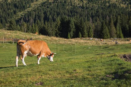 Brown cow grazing on meadow in mountains. Cattle on alpine pasture.
